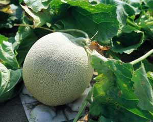 Budidaya Melon kuning